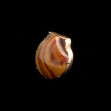 Victorian Agate Shell Brooch